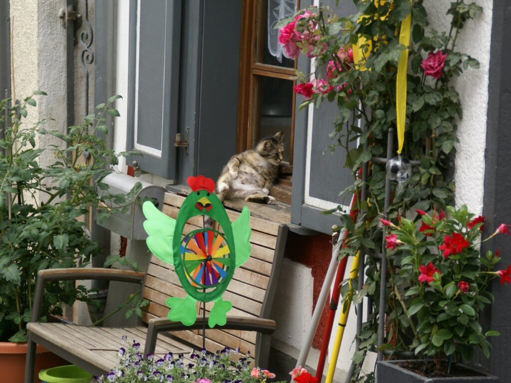 2014.06.21.115314 Cat window Herrenstraße Münstermaifeld