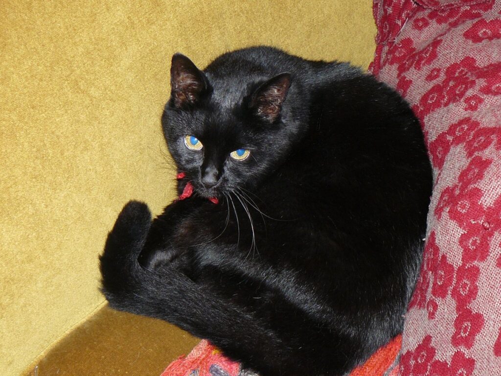 Black cat curled up on a sofa in Newcastle upon Tyne, UK