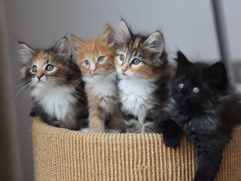 4 Kittens