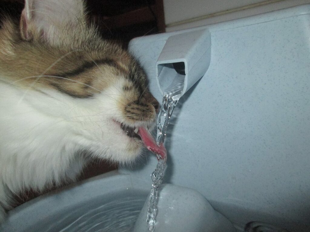 A cat drinking water