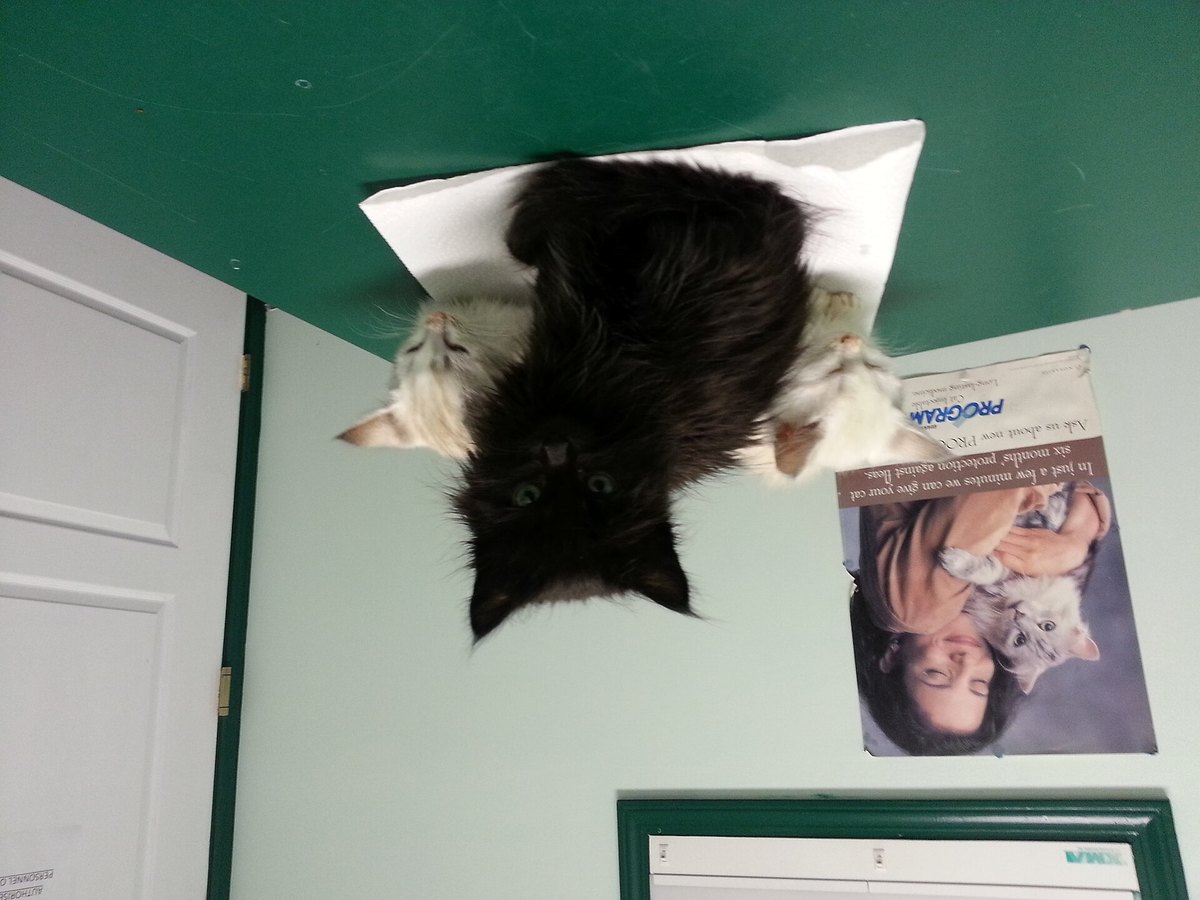 Junge Katzen in der Tierarztpraxis