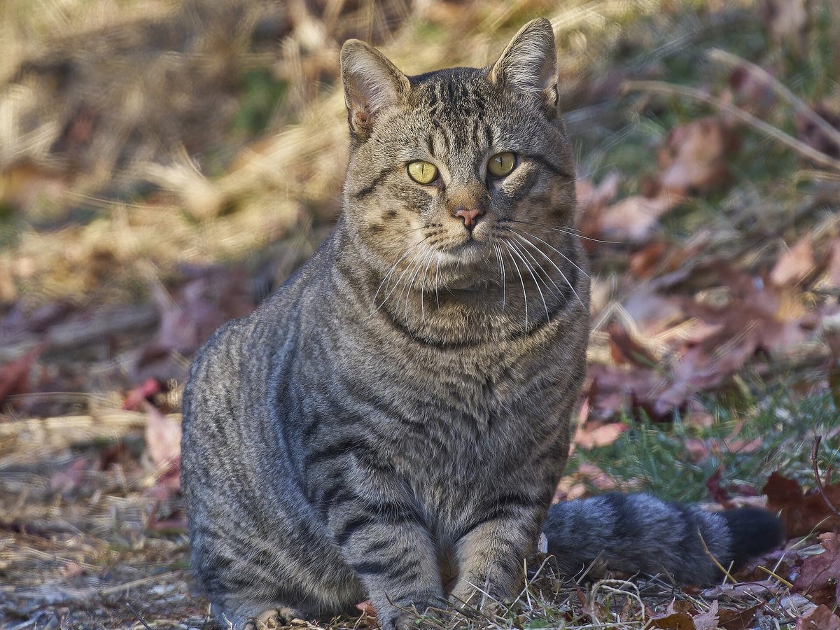 Katze im Freien