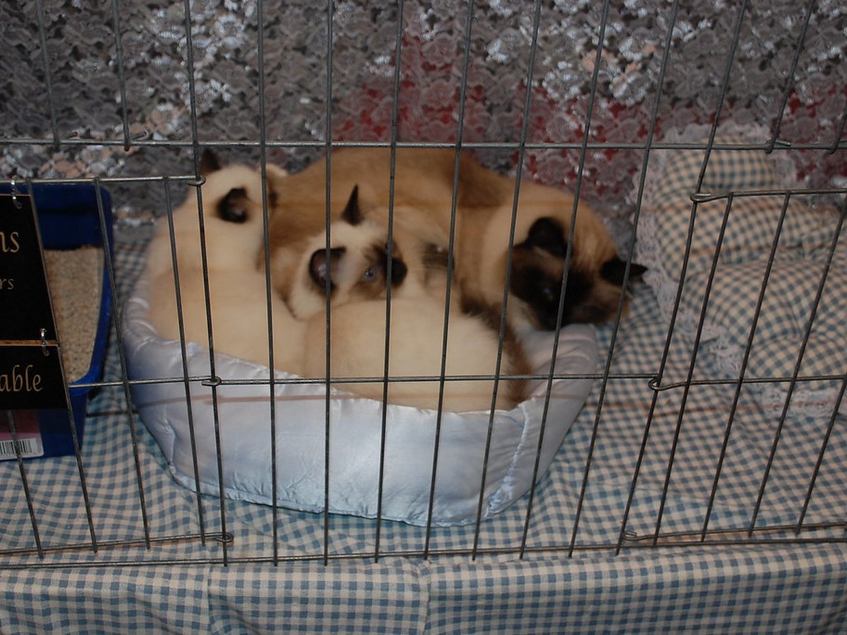 Birma-Kätzchen mit hellem Fell und dunkler Maske