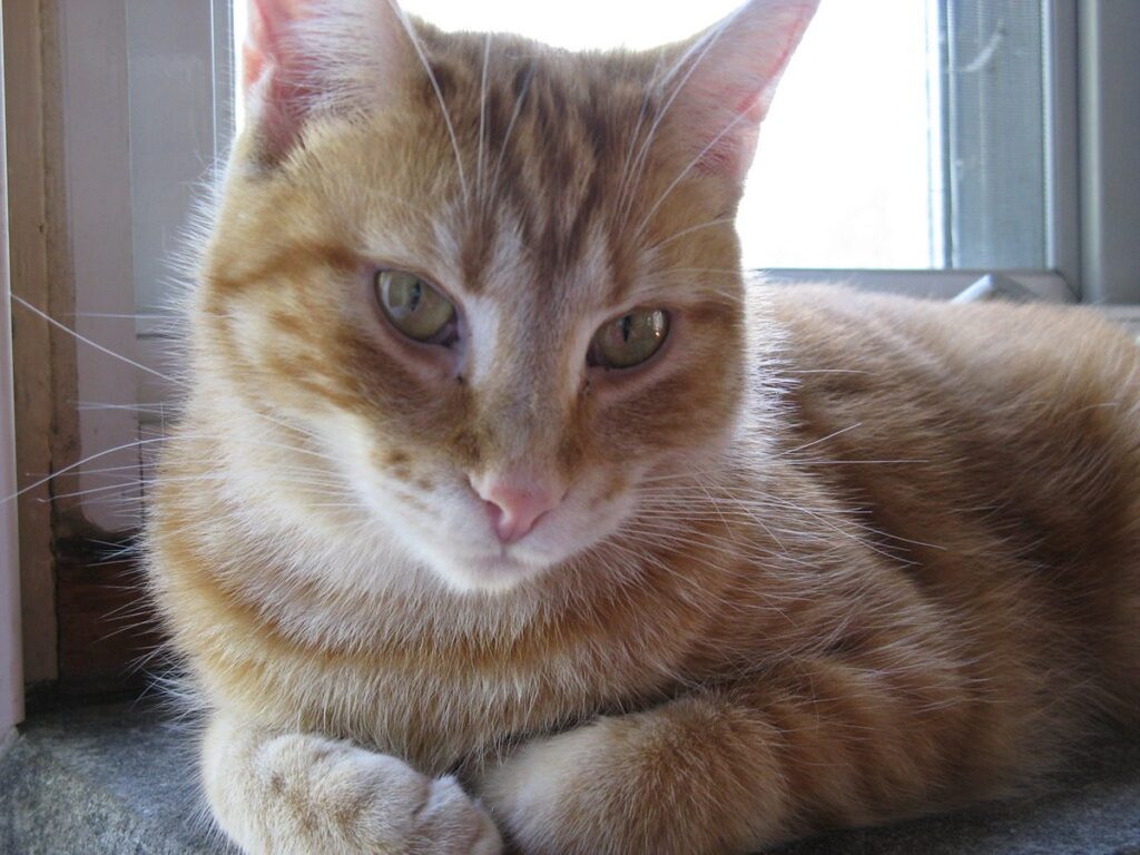 Rot getigerte Katze