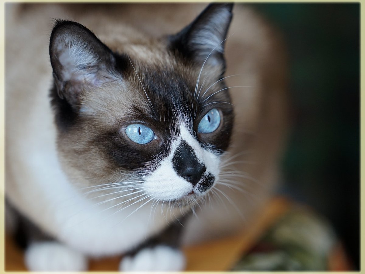 Siamkatze mit blauen Augen und dunkler Gesichtsmaske