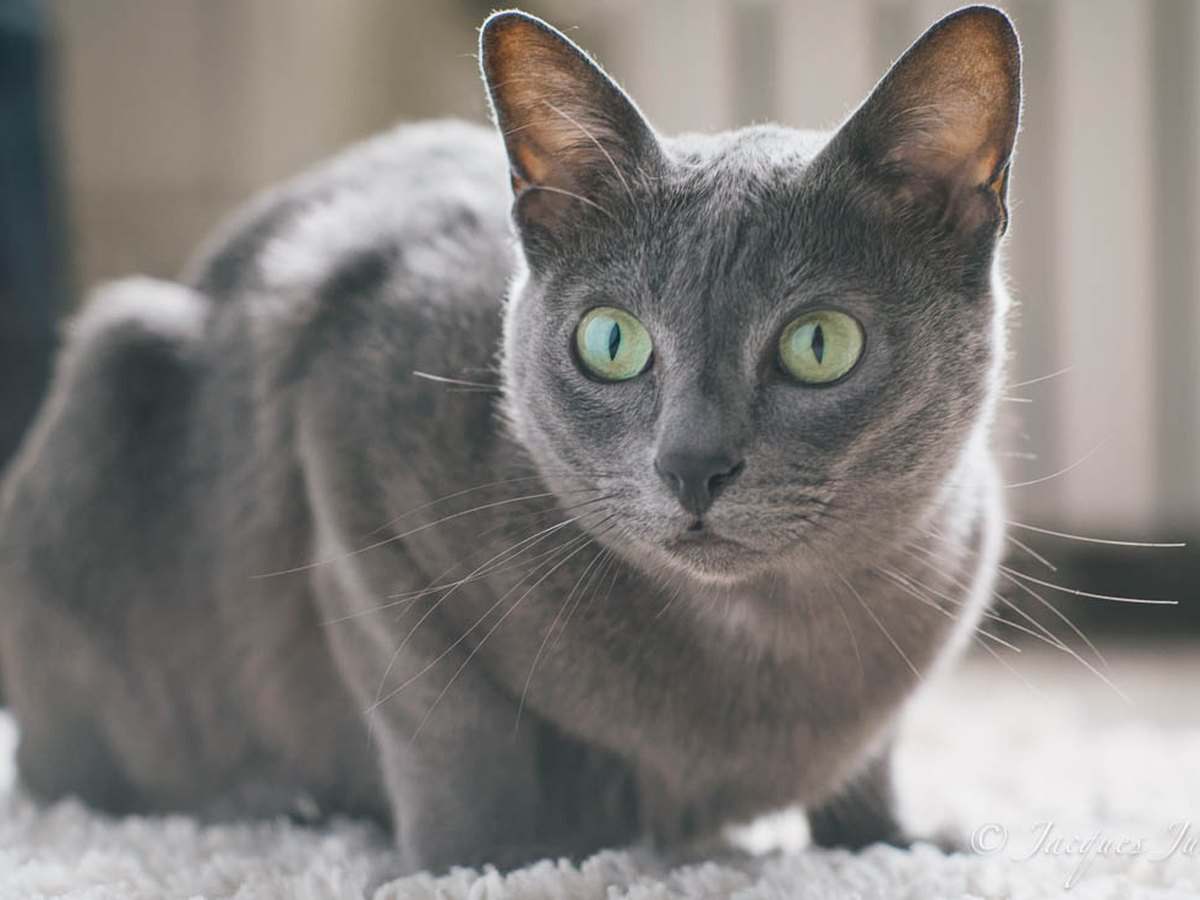 Korat mit silbrig blauem Fell