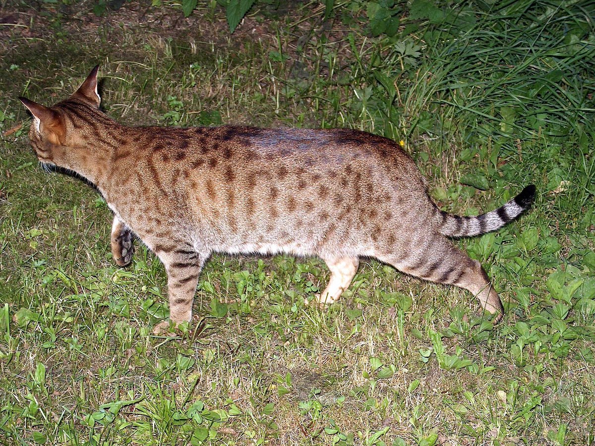 Ocicat mit getupftem Fell
