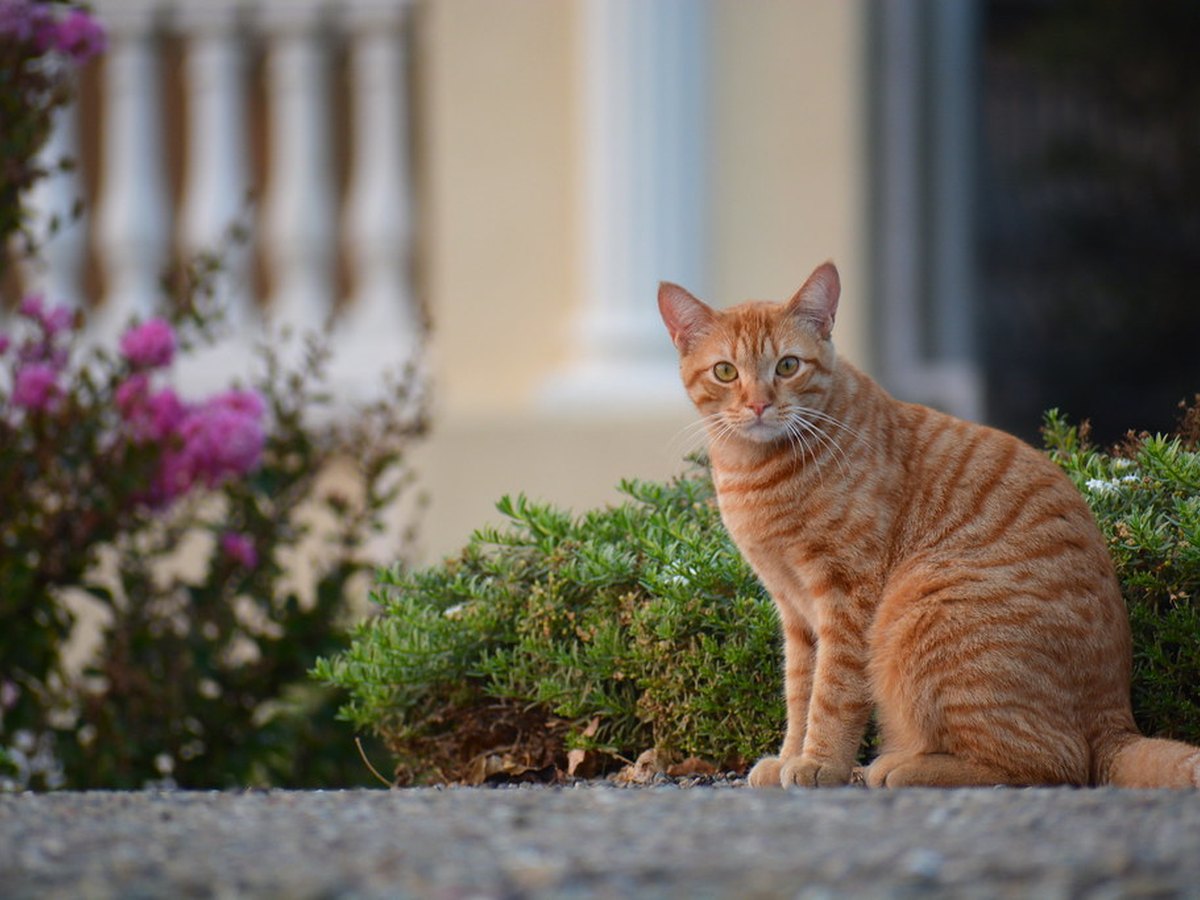 Getigerte Hauskatze im Porträt