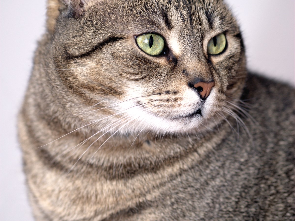 Europäisch Kurzhaar Katze