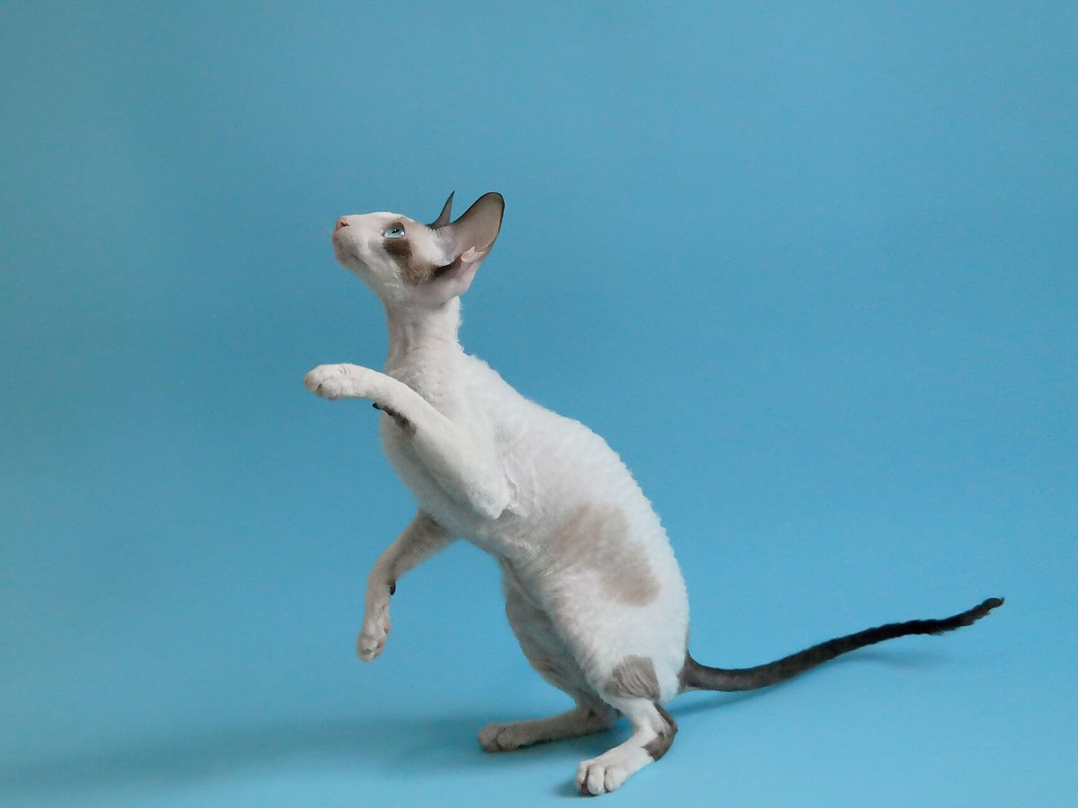 Cornish Rex mit gewelltem Fell