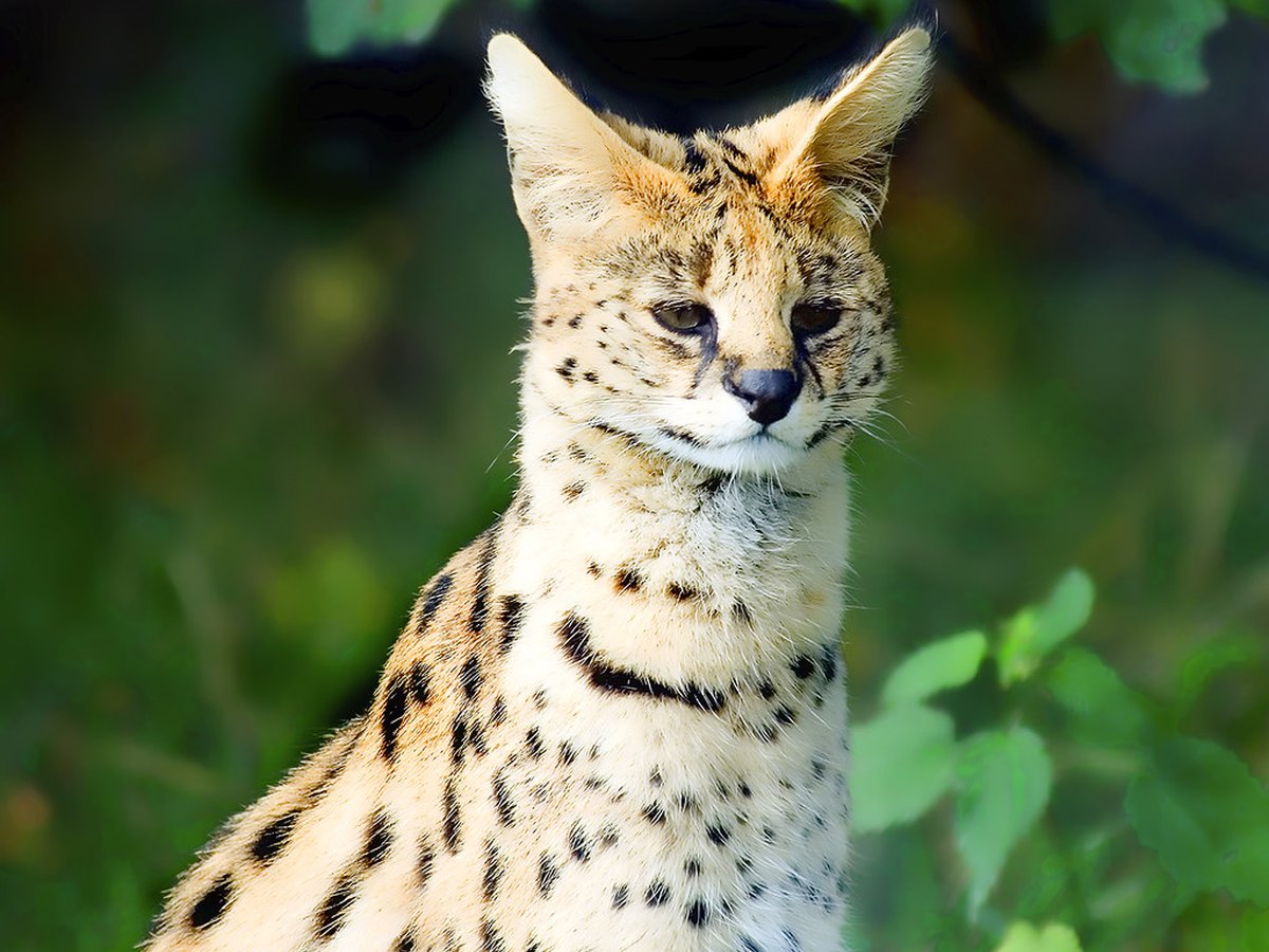 Savannah-Katze mit langen Beinen und großen Ohren