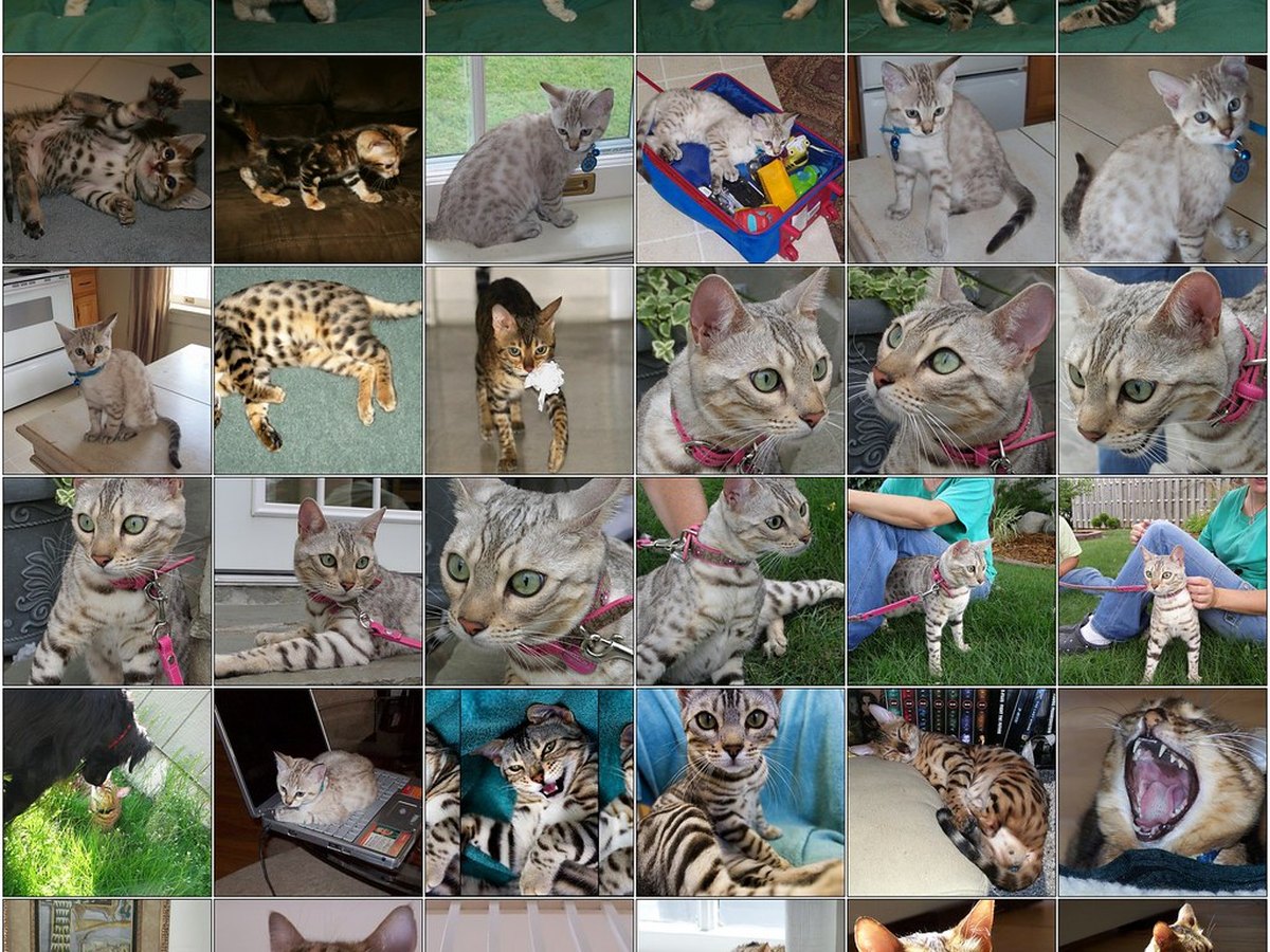 Bengalkatze mit Rosetten-Fell in Leopardenoptik