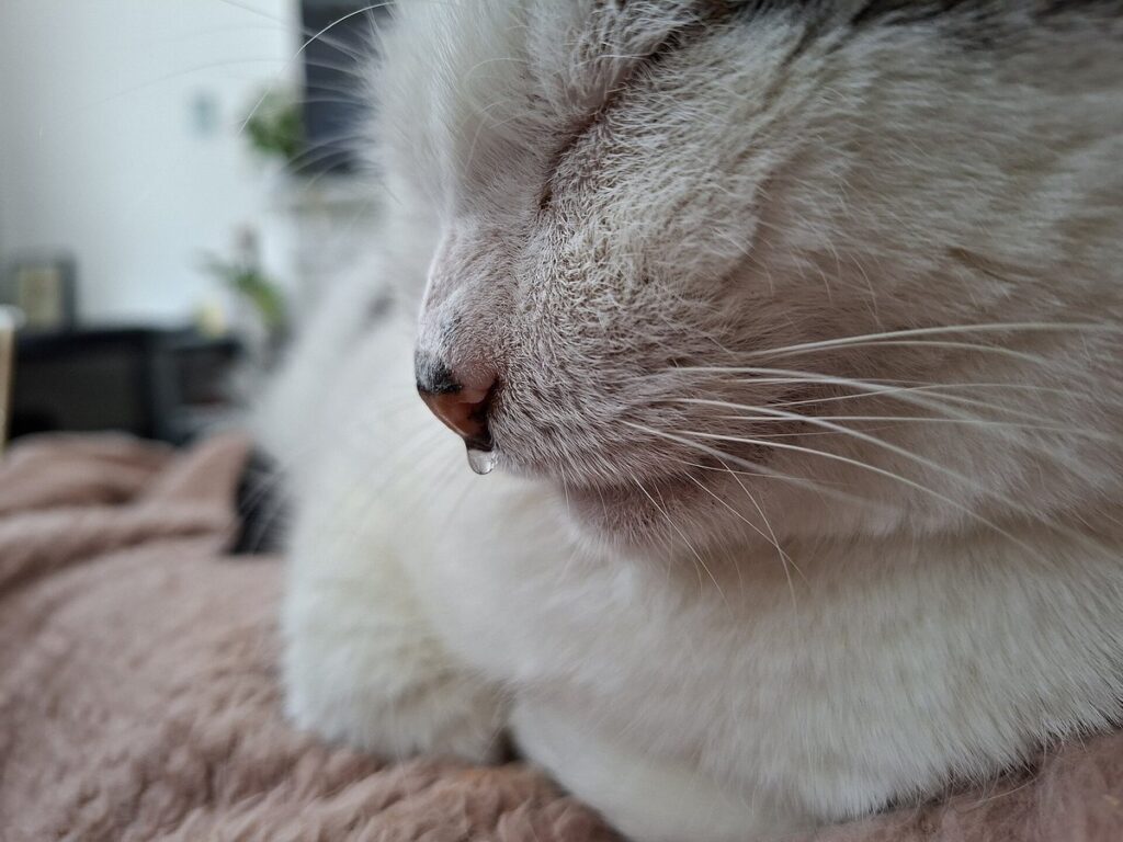 Katze mit Nasenausfluss als Anzeichen für Katzenschnupfen
