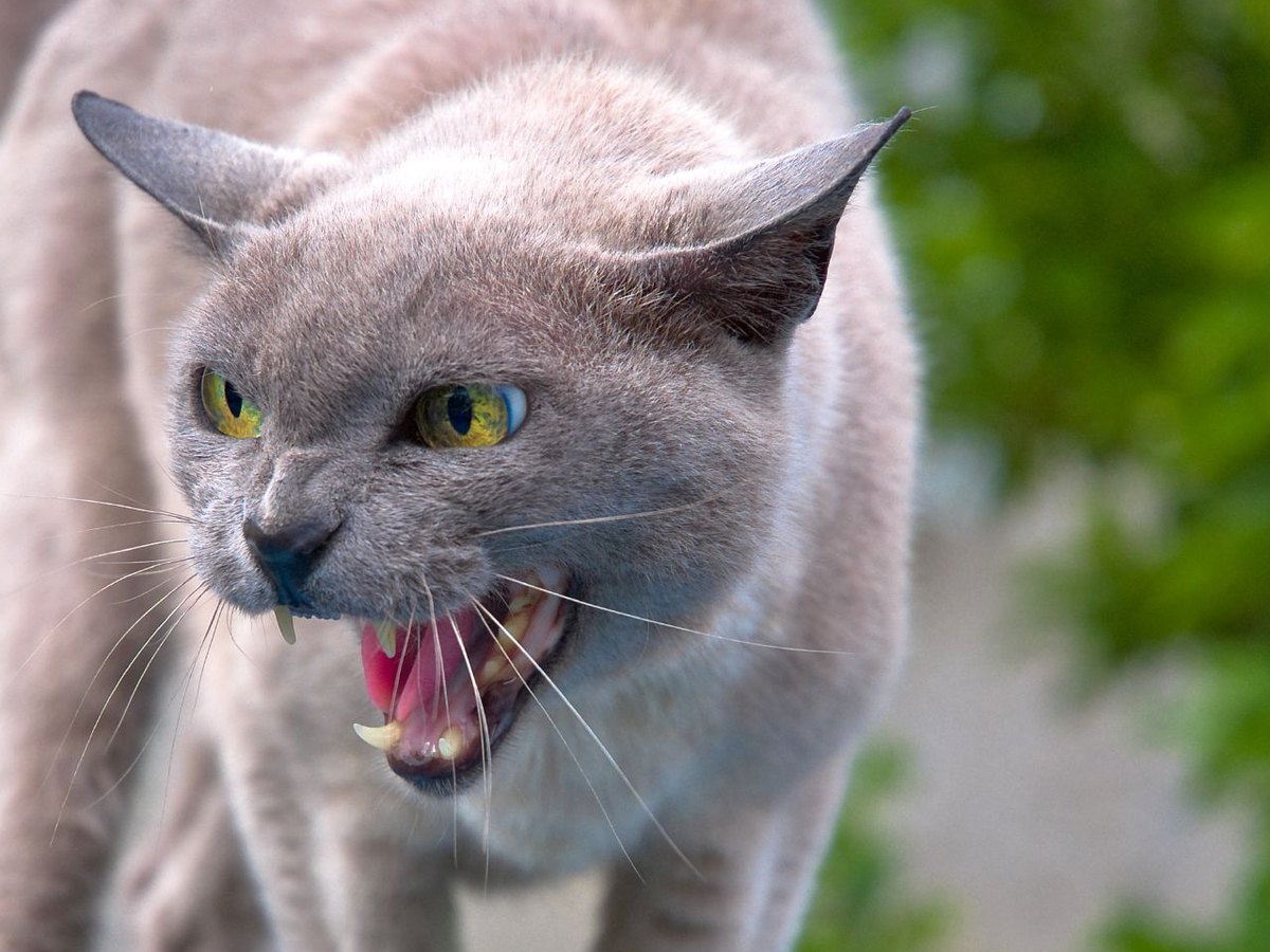 Katze mit angelegten Ohren und geöffnetem Maul faucht