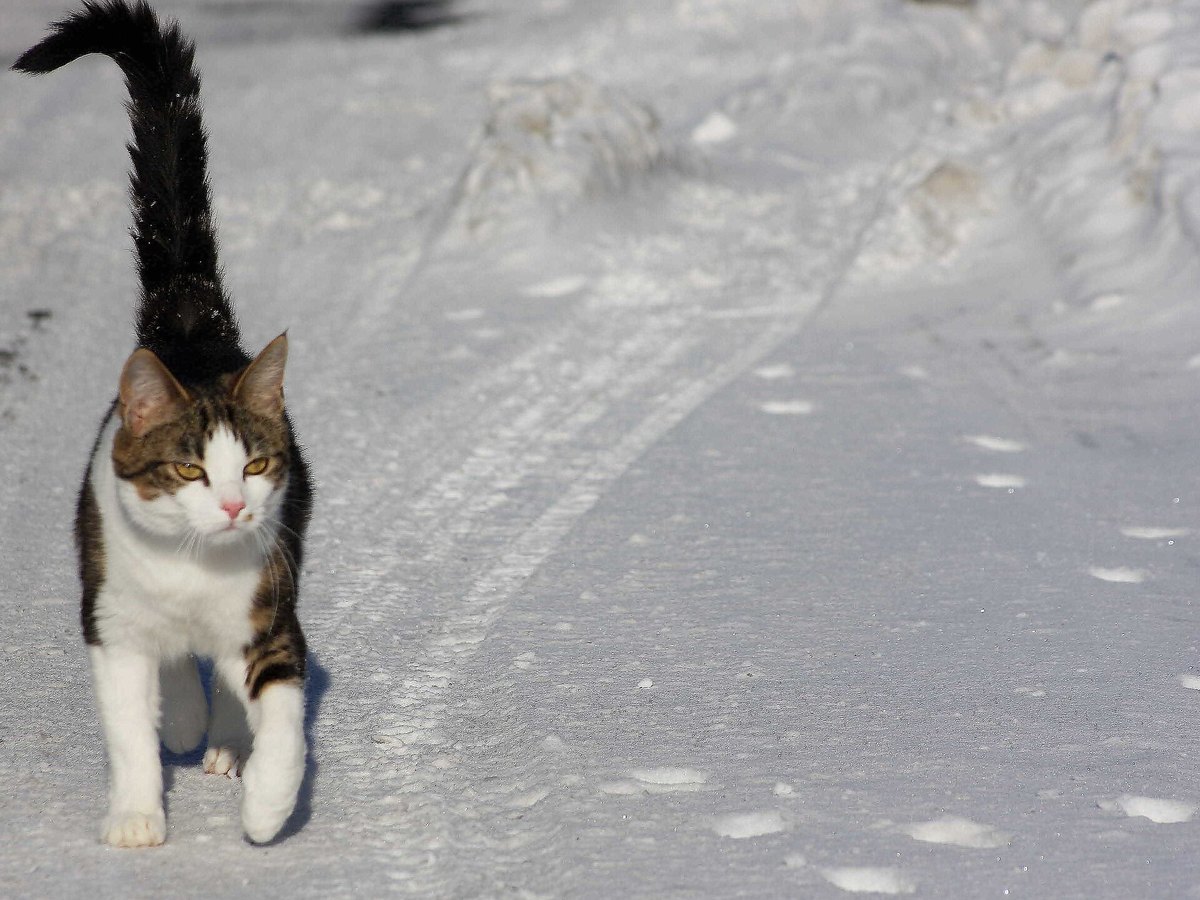 Katze mit aufrecht getragenem Schwanz begrüßt ihren Menschen