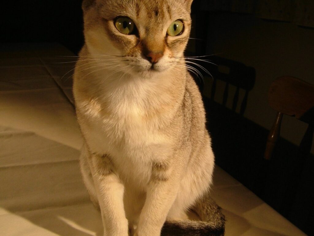 Singapura-Katze mit großen Augen und kurzem Ticking-Fell