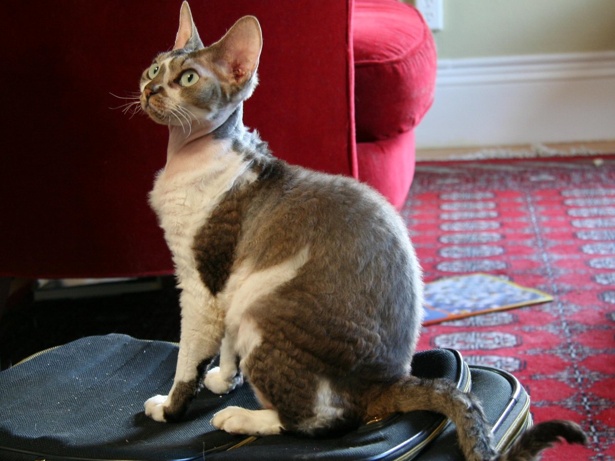 Devon-Rex-Katze