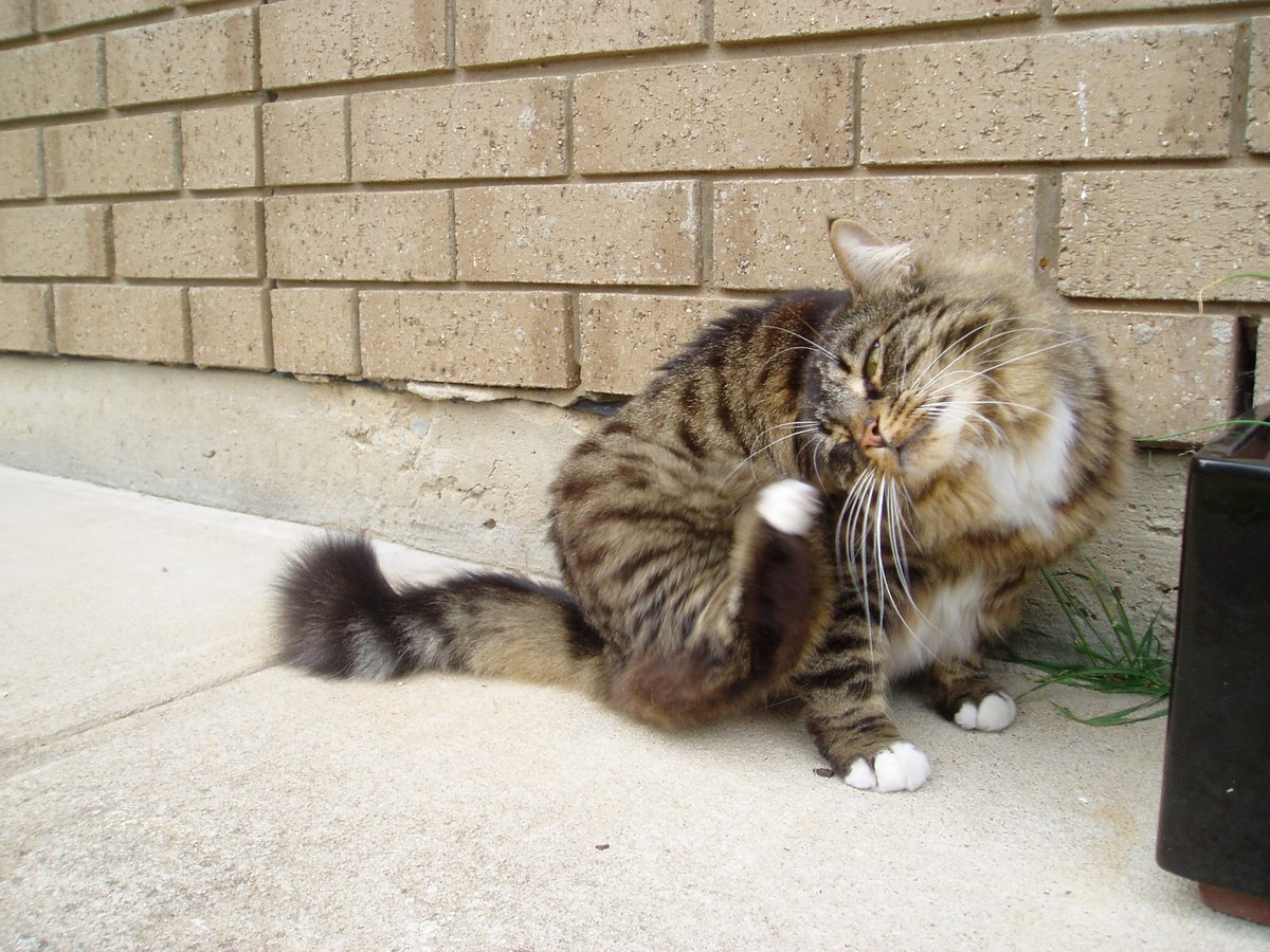 Munchkin-Katze mit kurzen Beinen