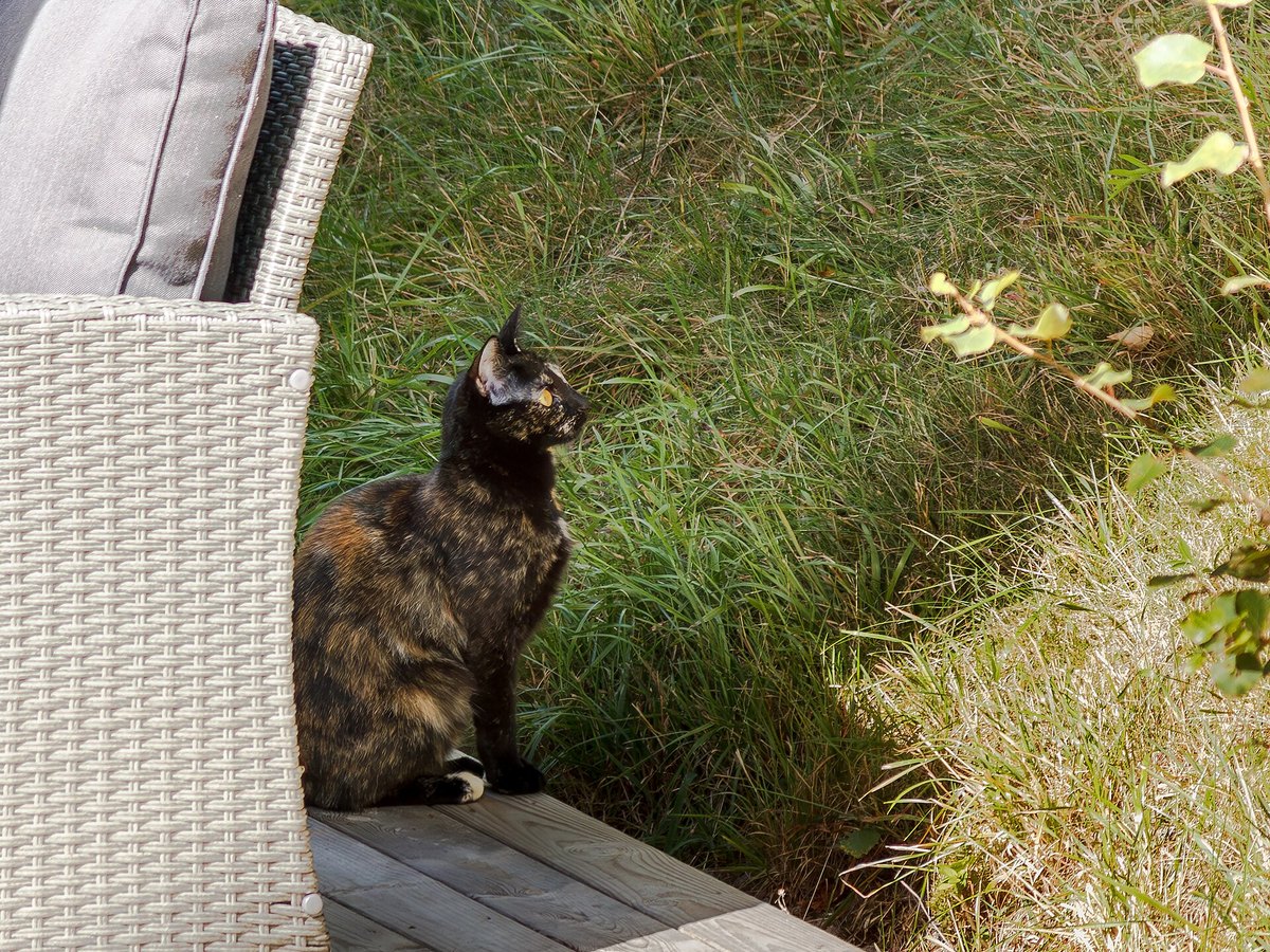 Katze im Garten