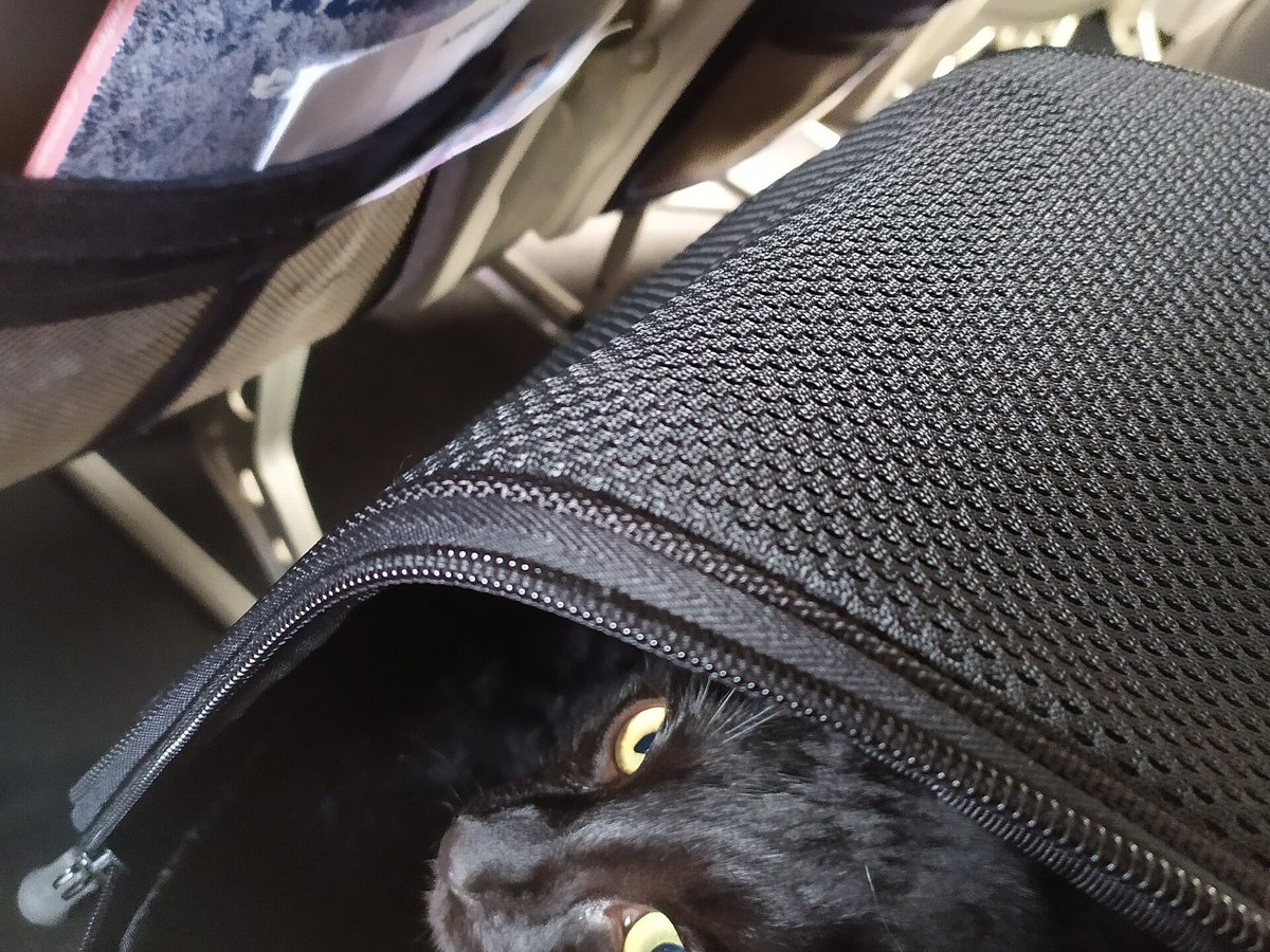 Katze in der Transportbox