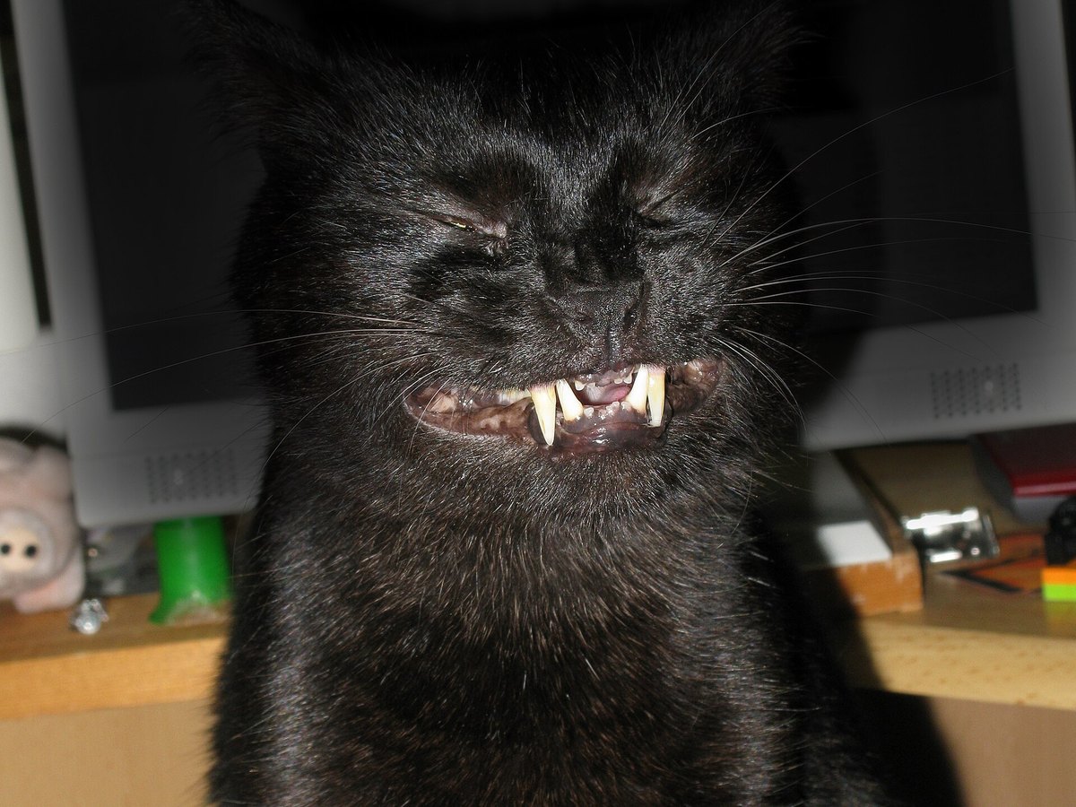 Gebiss einer Katze