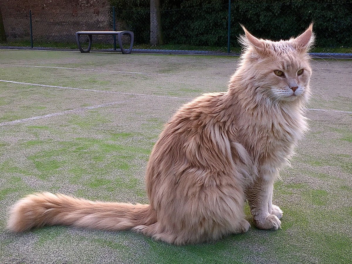 Maine Coon im Porträt