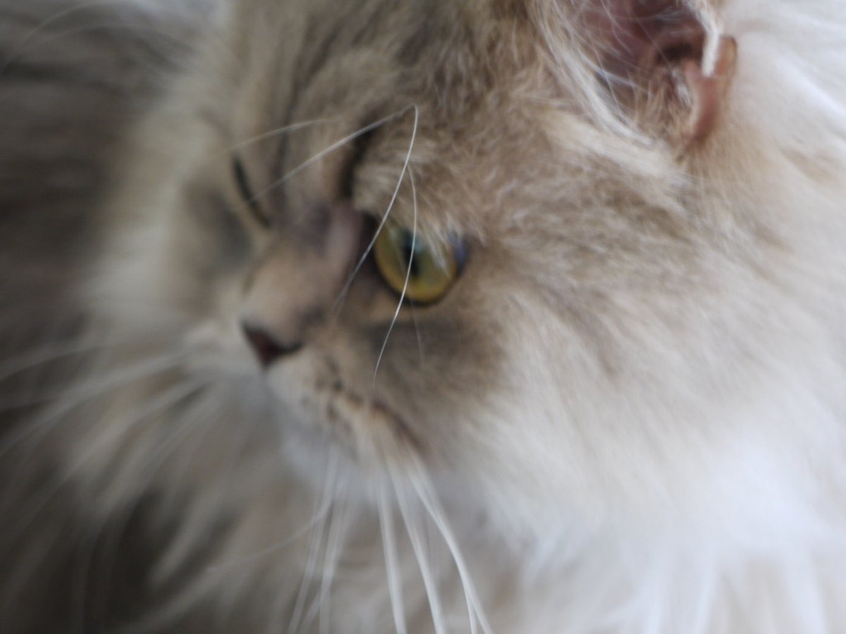 Perserkatze mit langem, hellem Fell und flachem Gesicht