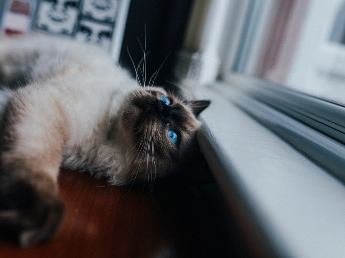 Siamkatze mit tiefblauen Augen und dunkler Maske