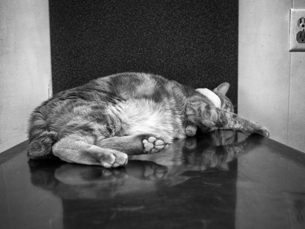 Tierarzt untersucht eine kranke Katze