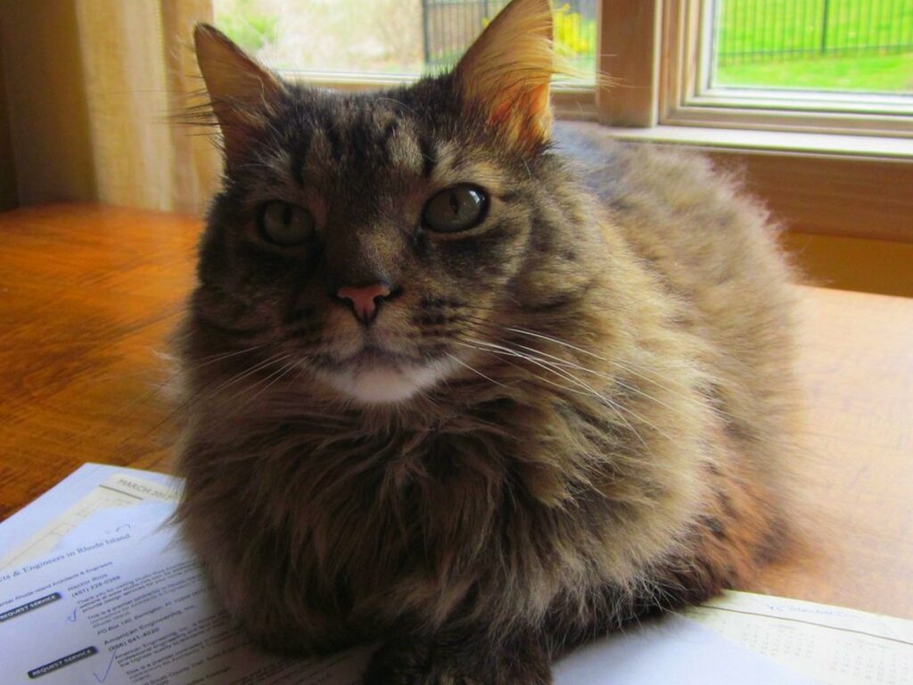Maine Coon Katze