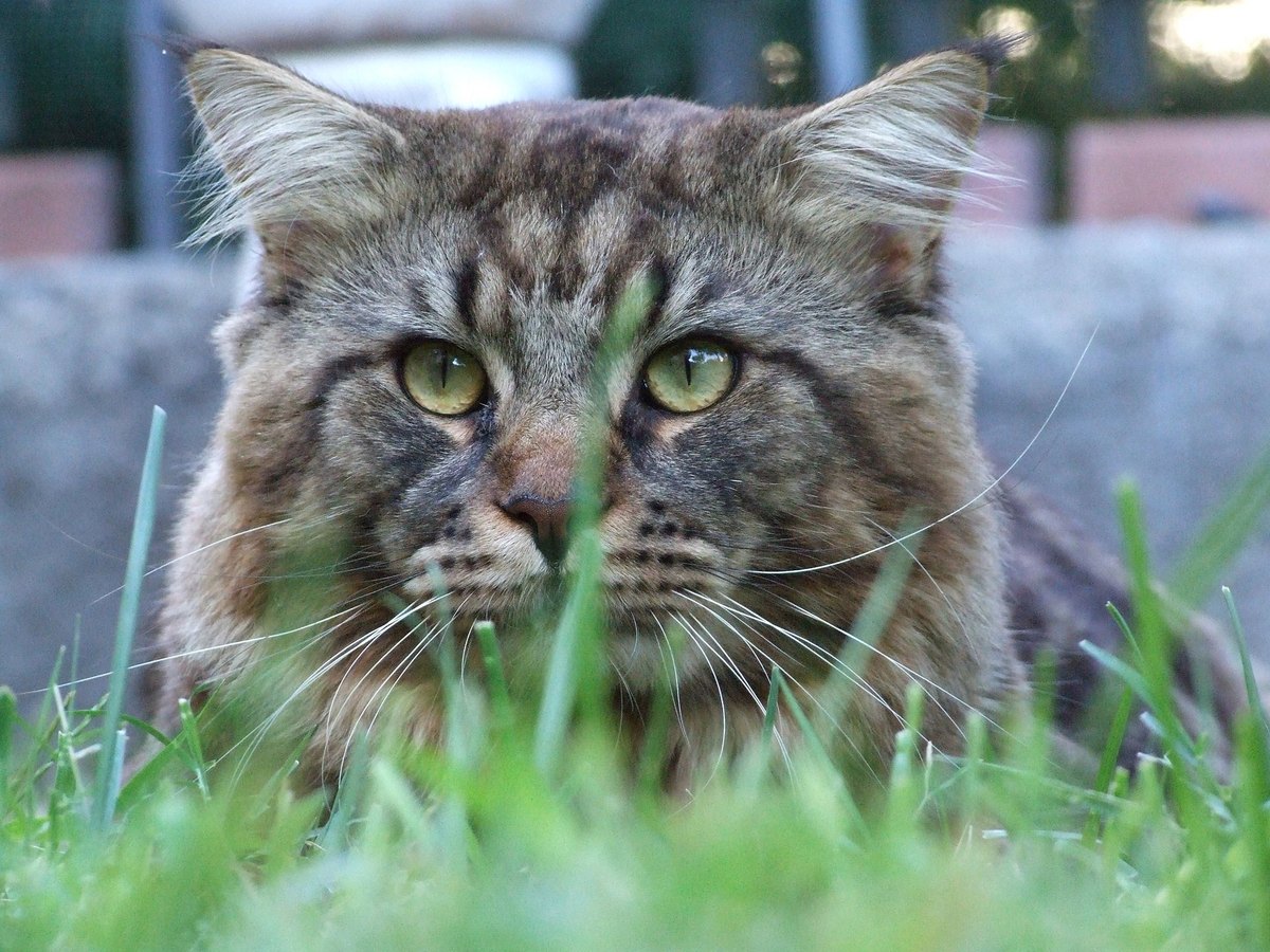 Maine Coon im Freien