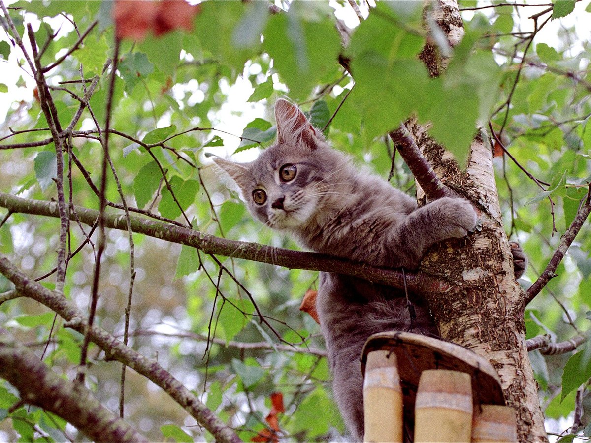 Maine-Coon-Kitten