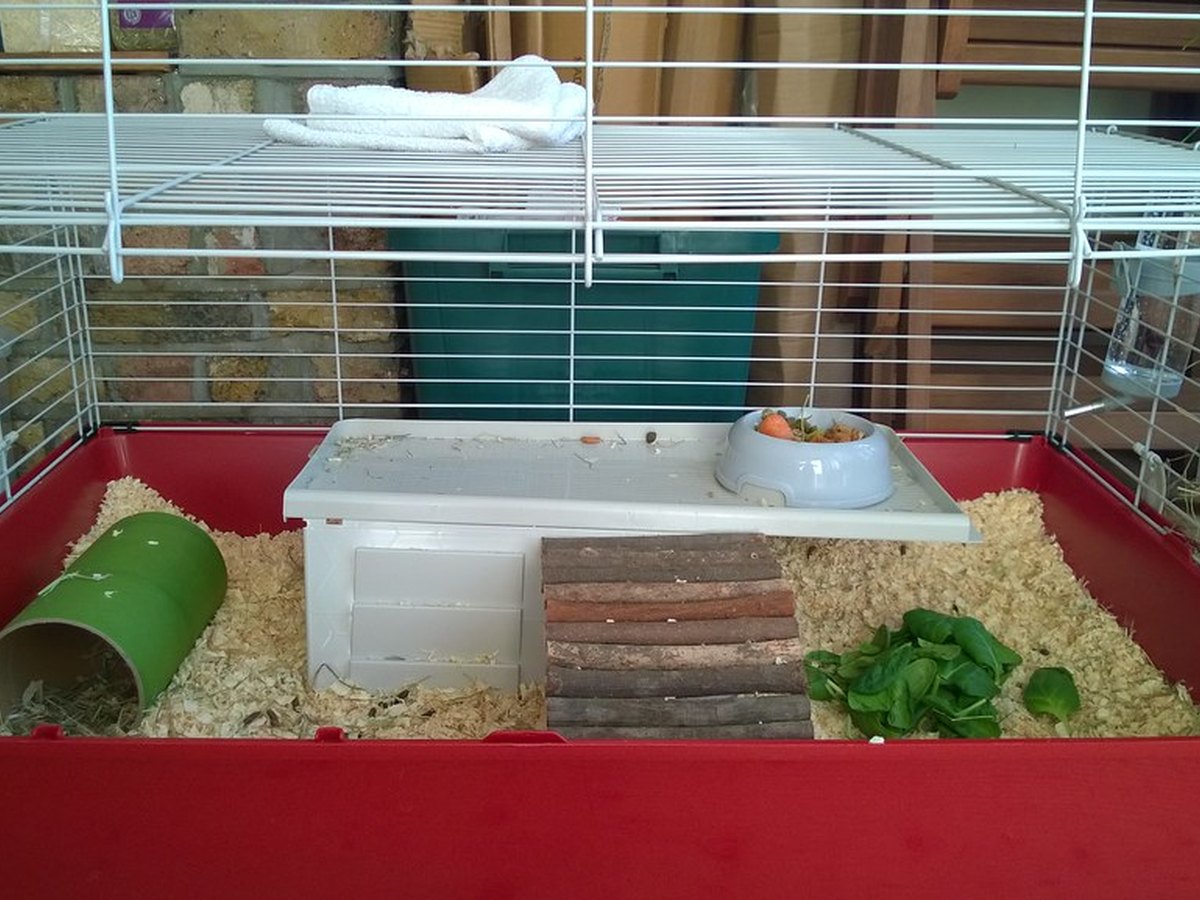 Meerschweinchen sitzt in einem eingestreuten Käfig mit Heu