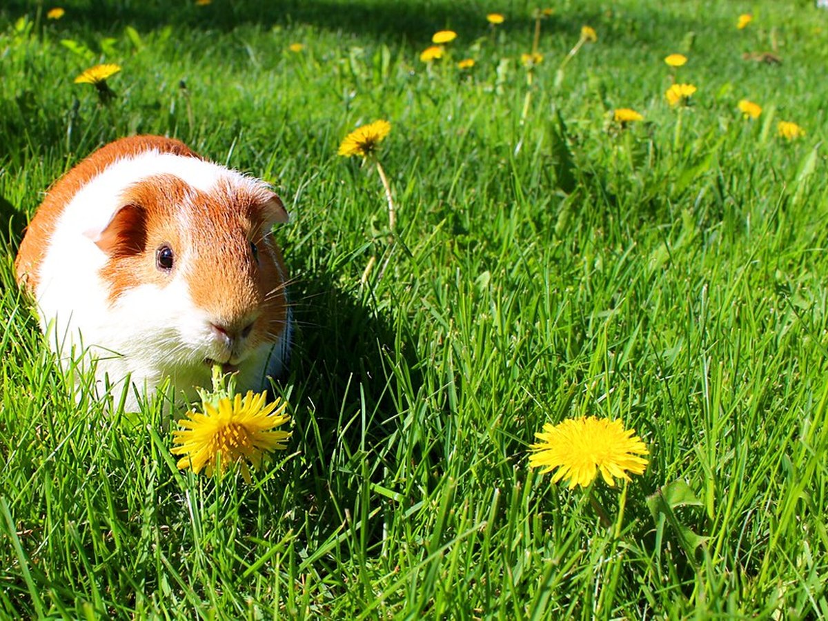 Meerschweinchen wird sanft mit einer Bürste gepflegt