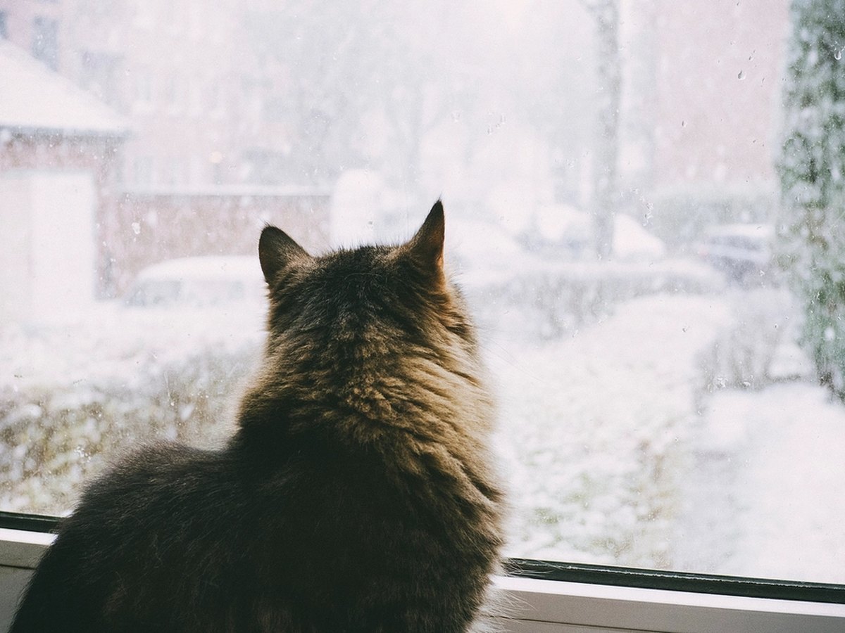 Katze am Fenster
