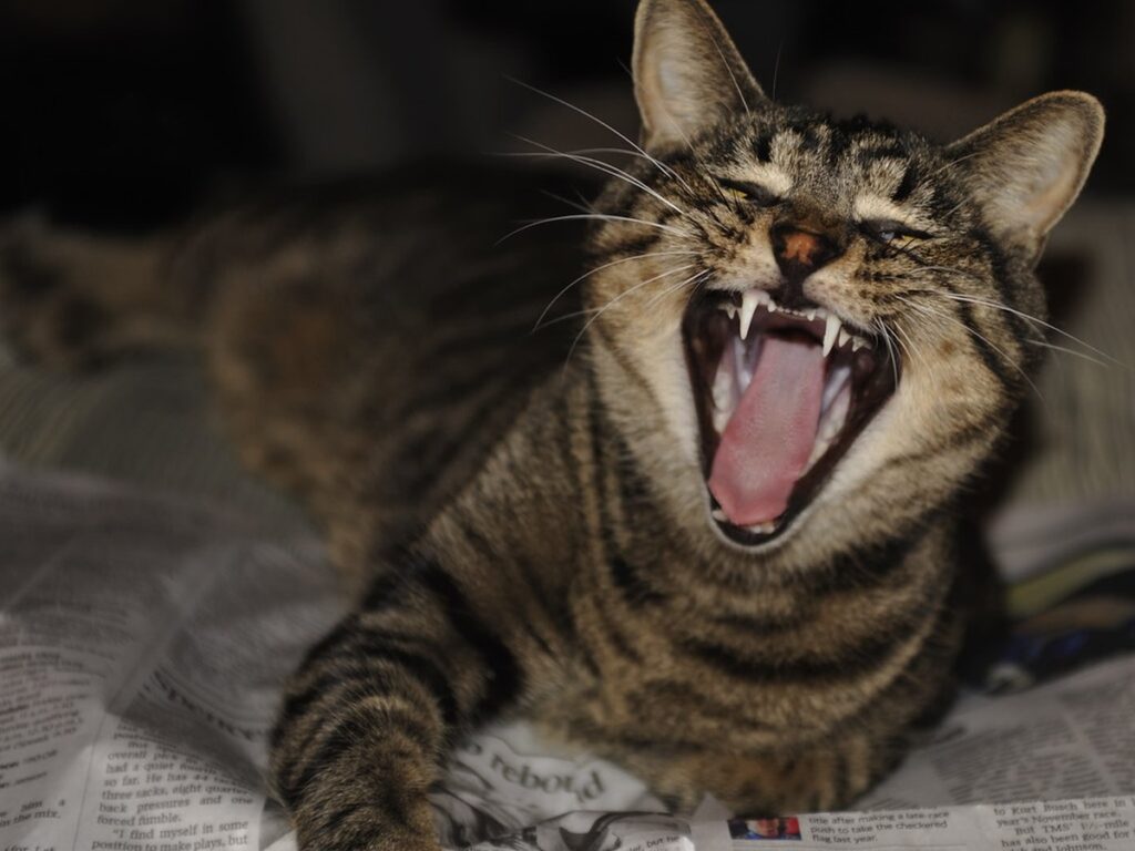 Miauende Katze