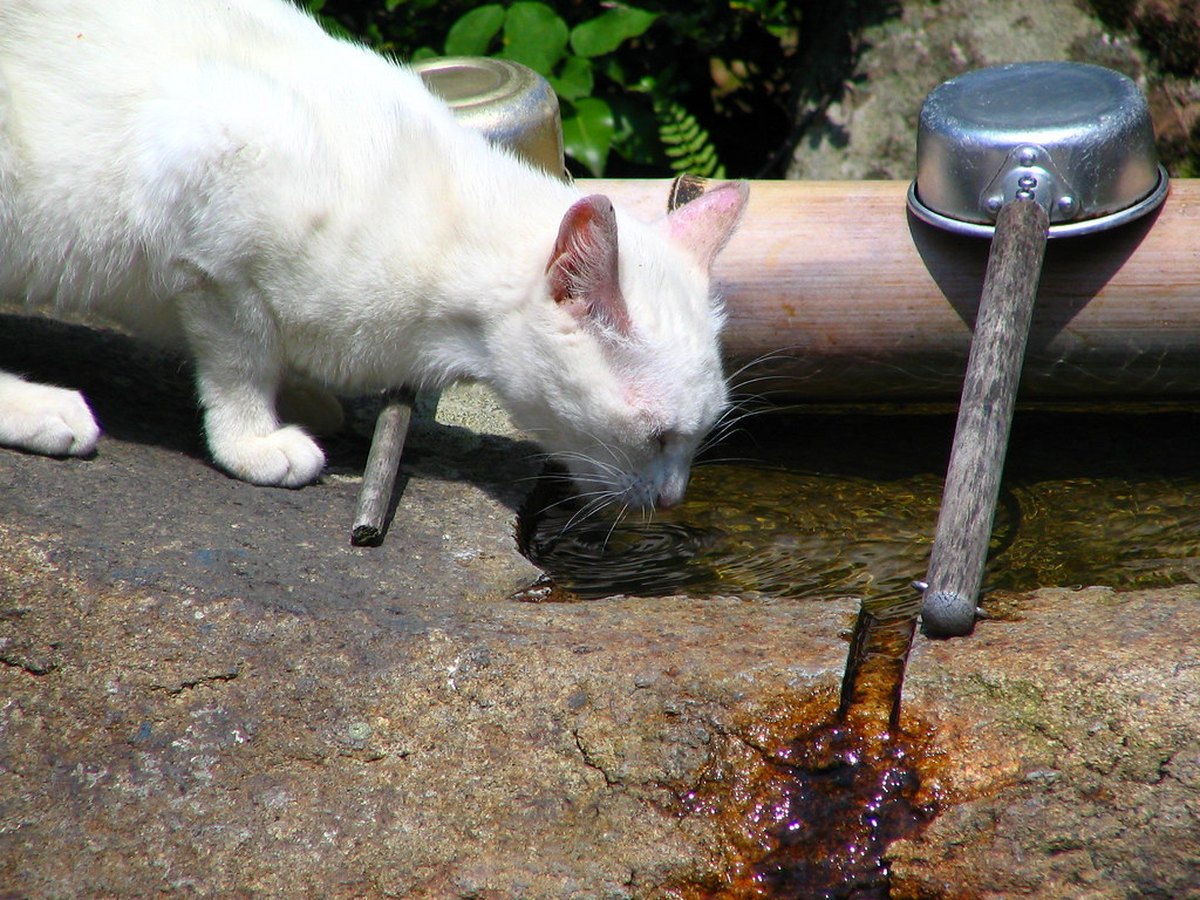 Katze trinkt Wasser