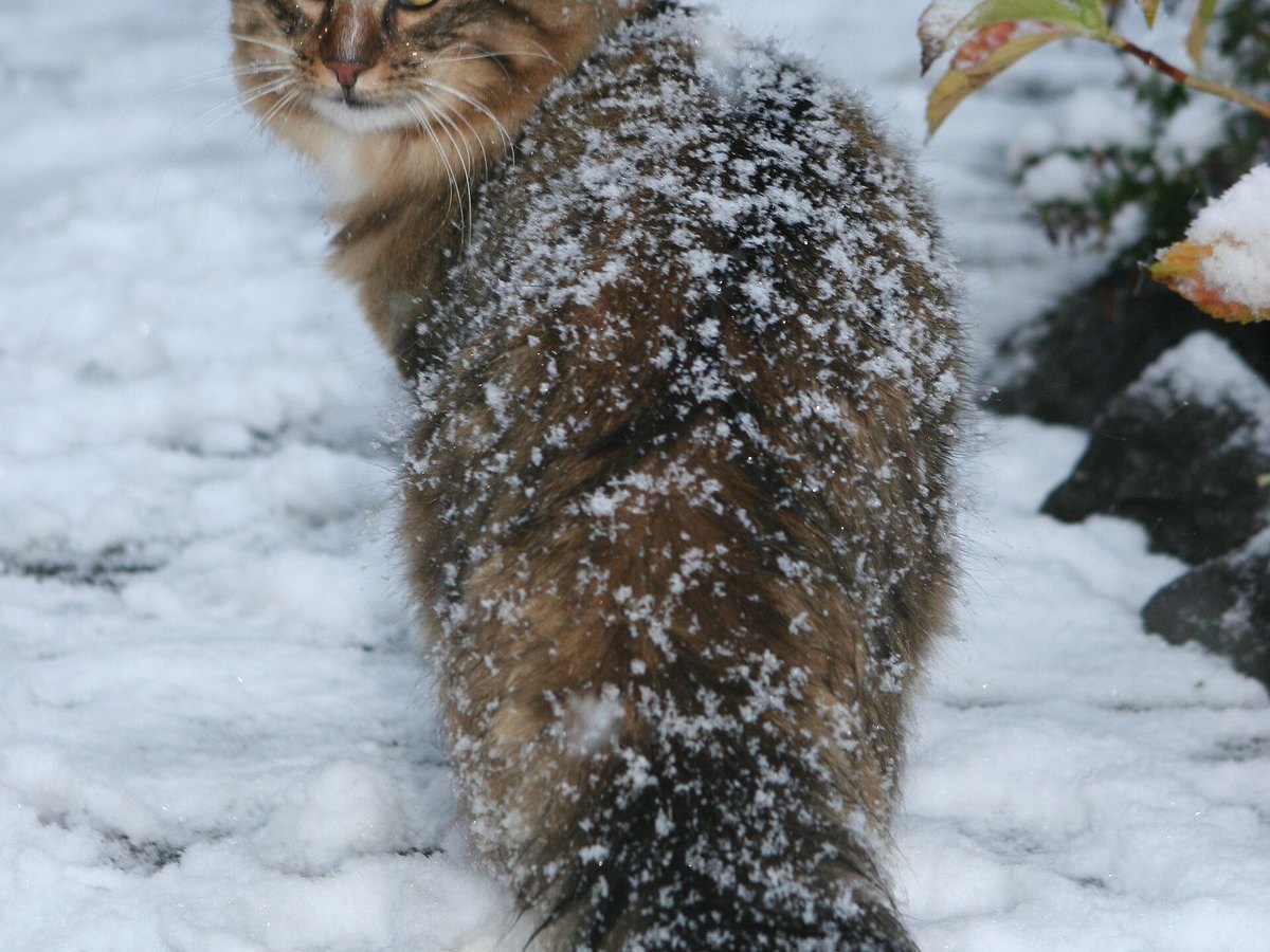 Norwegische Waldkatze im Schnee