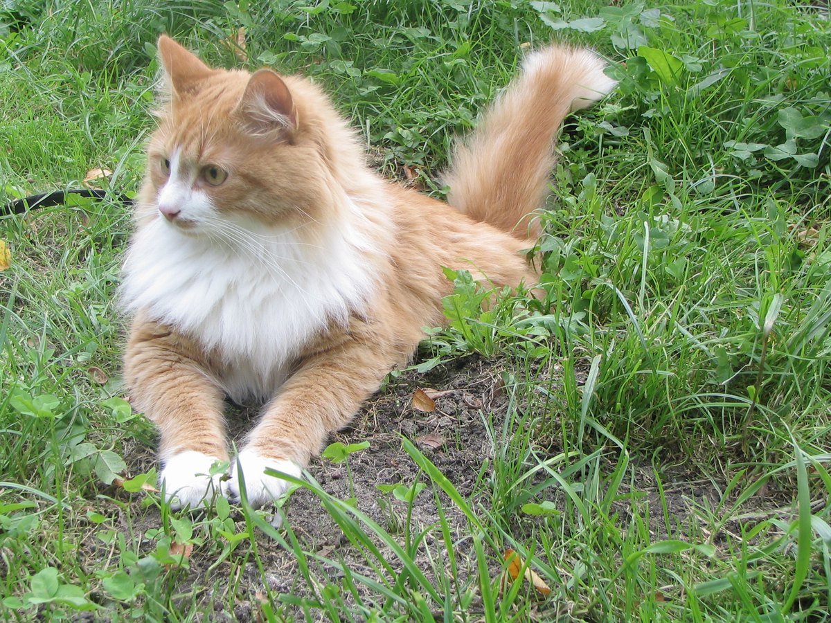 Sibirische Katze