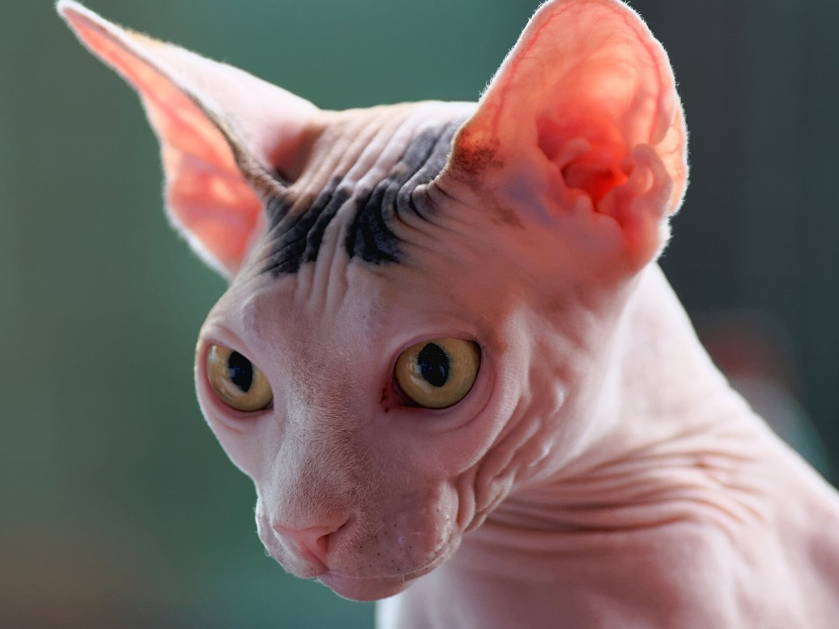 Faltige Haut einer Sphynx