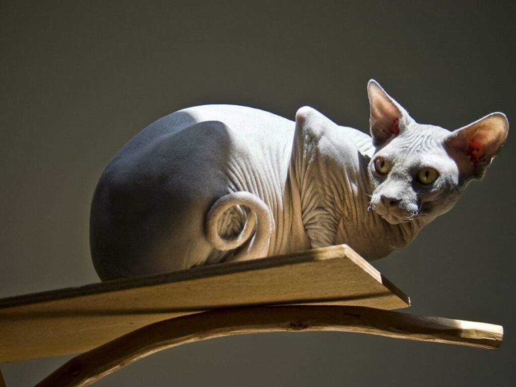 Sphynx im Porträt