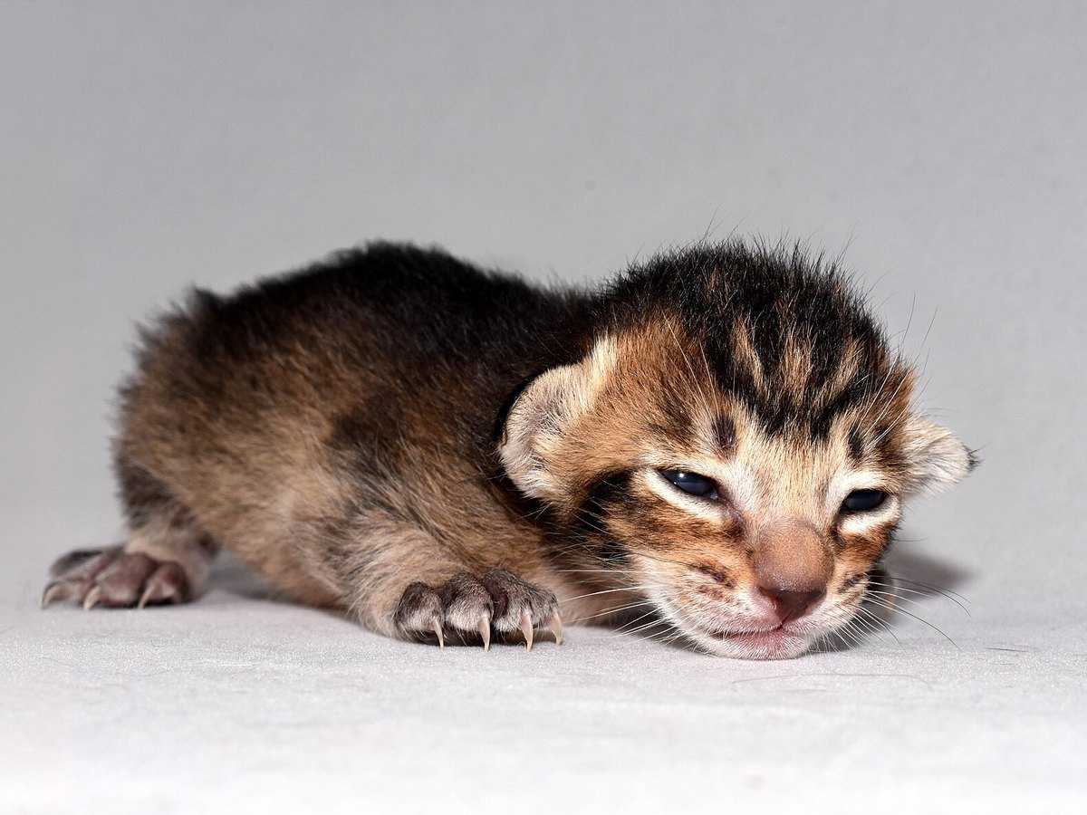 Schlanke orientalische Katze