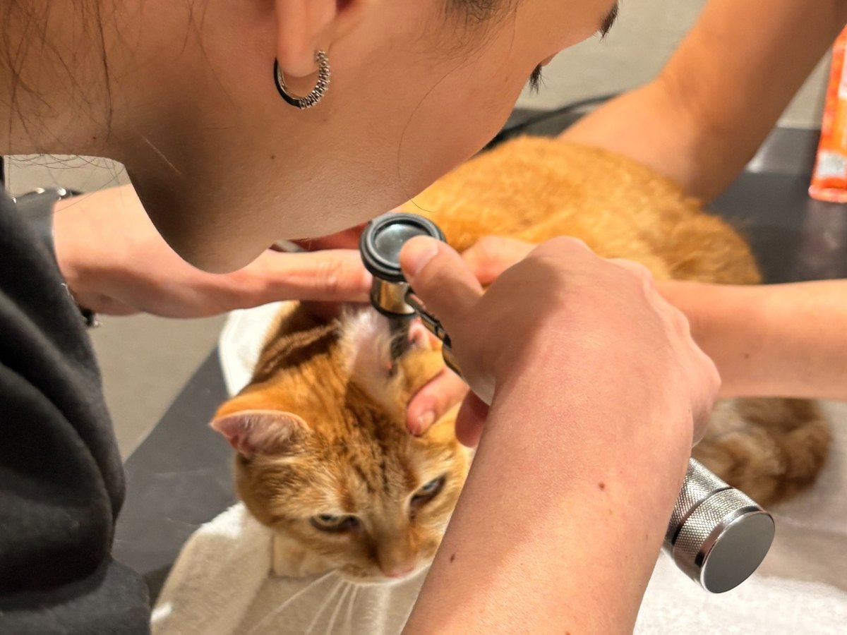 Tierarzt untersucht eine Katze in der Praxis