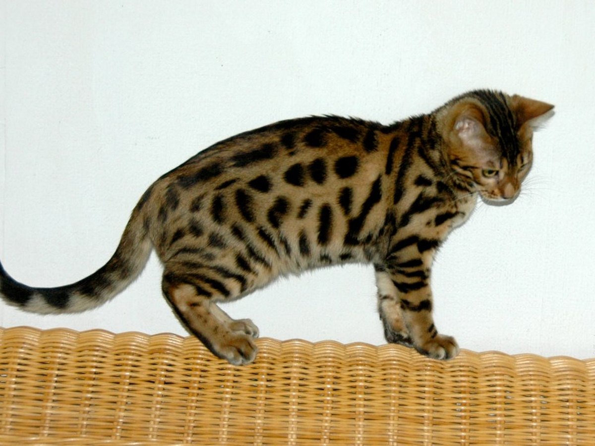 Bengalkatze mit gefleckter, leopardenartiger Zeichnung