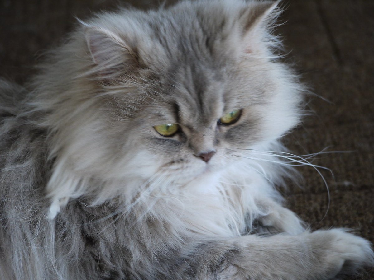 Perserkatze mit langem Fell und flacher Nase