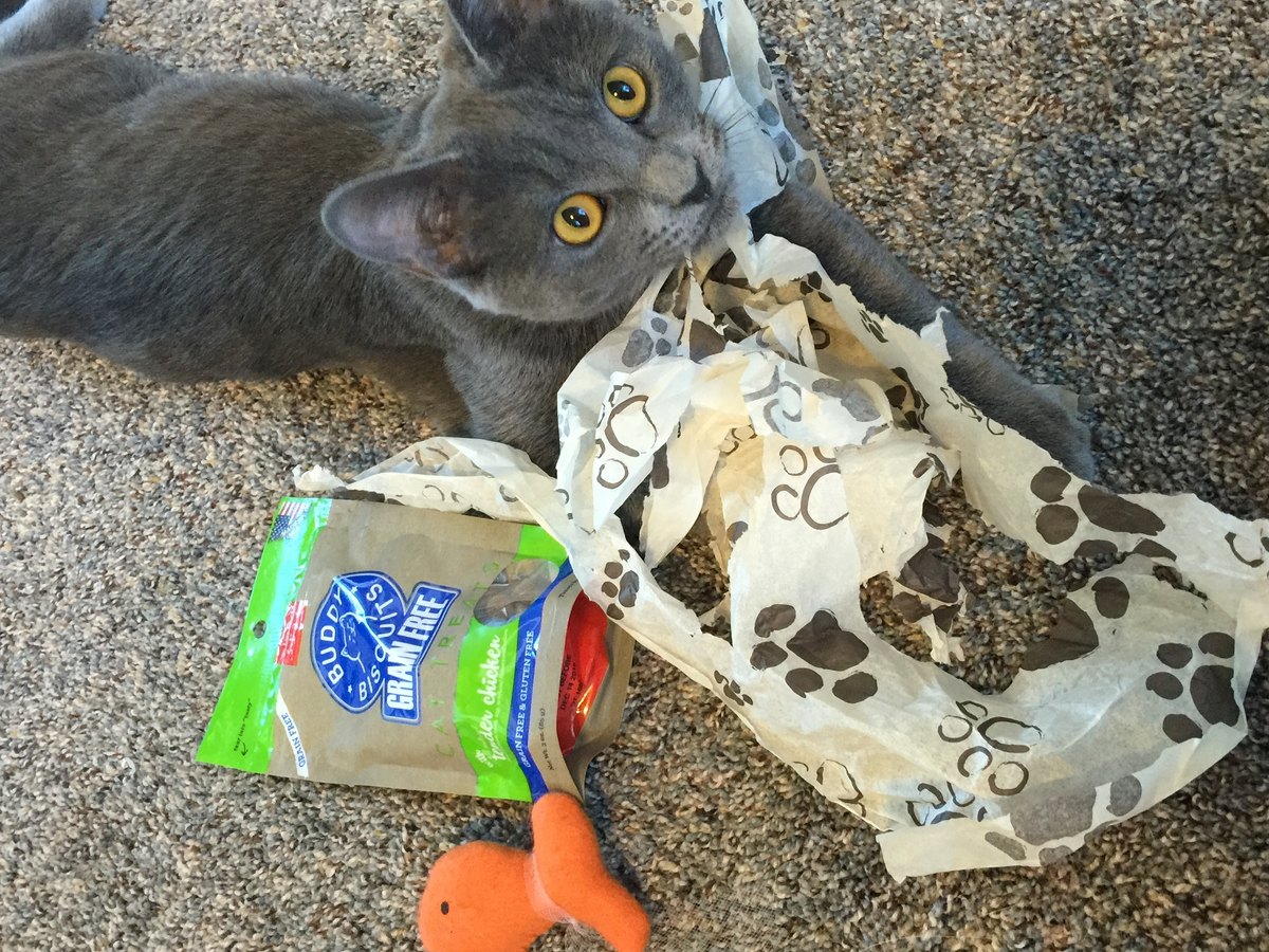 Russisch-Blau-Katze mit smaragdgrünen Augen