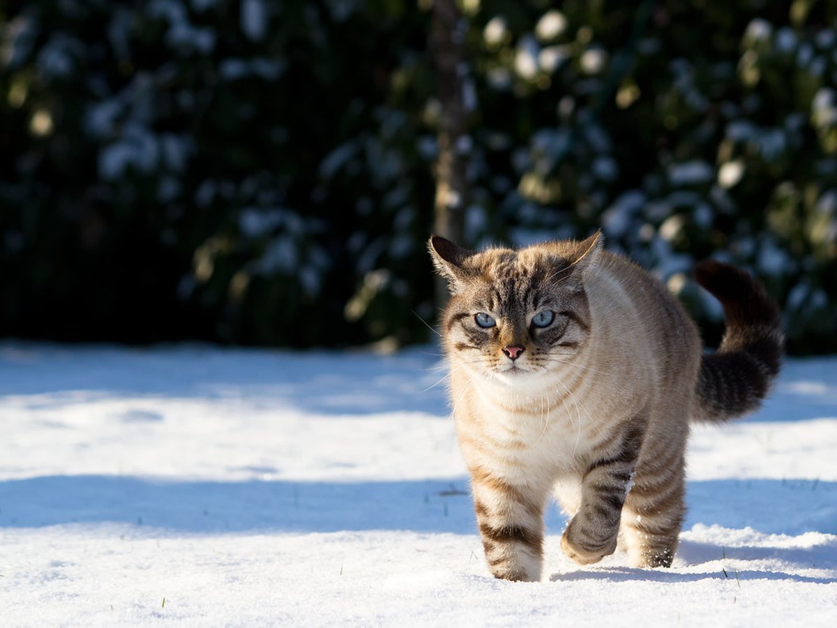 Siamkatze mit Point-Zeichnung und blauen Augen