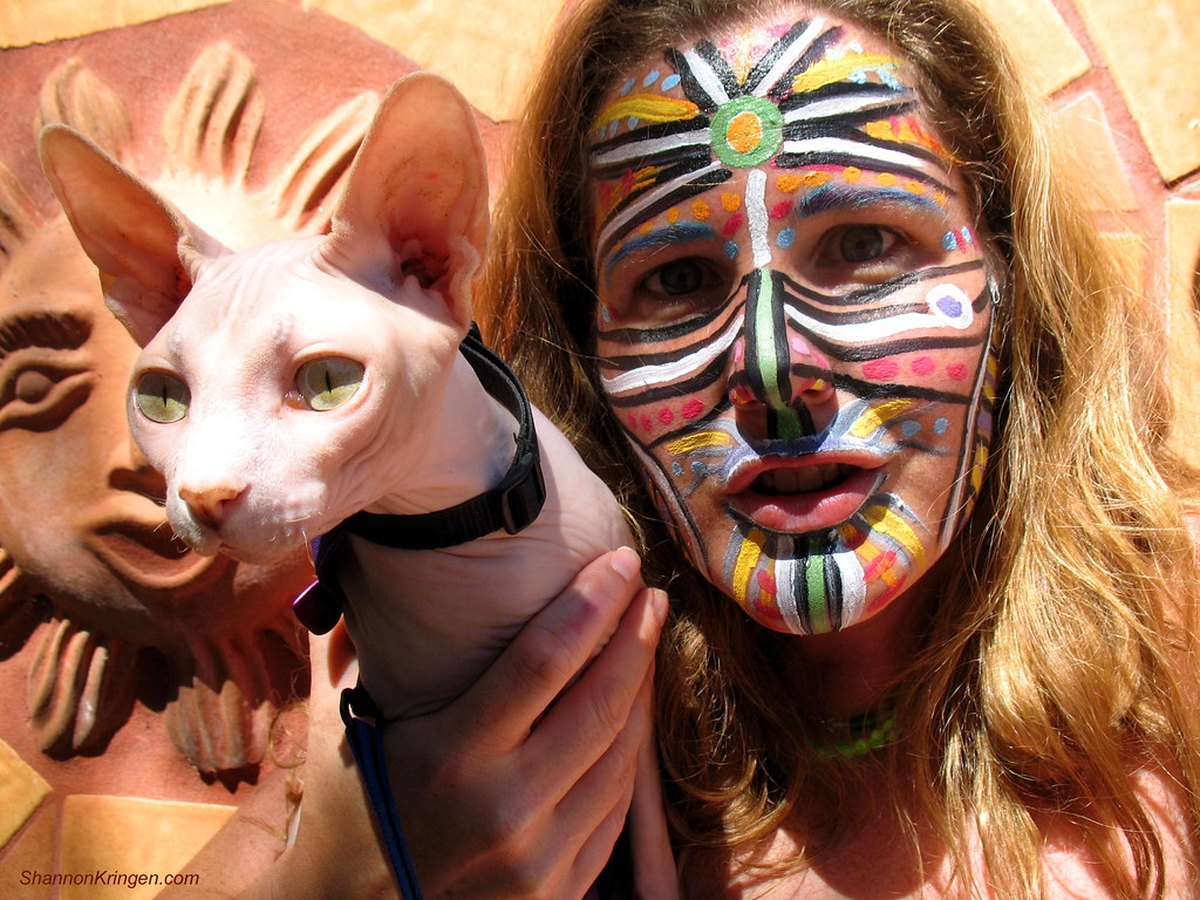 Sphynx-Katze mit nahezu haarloser Haut