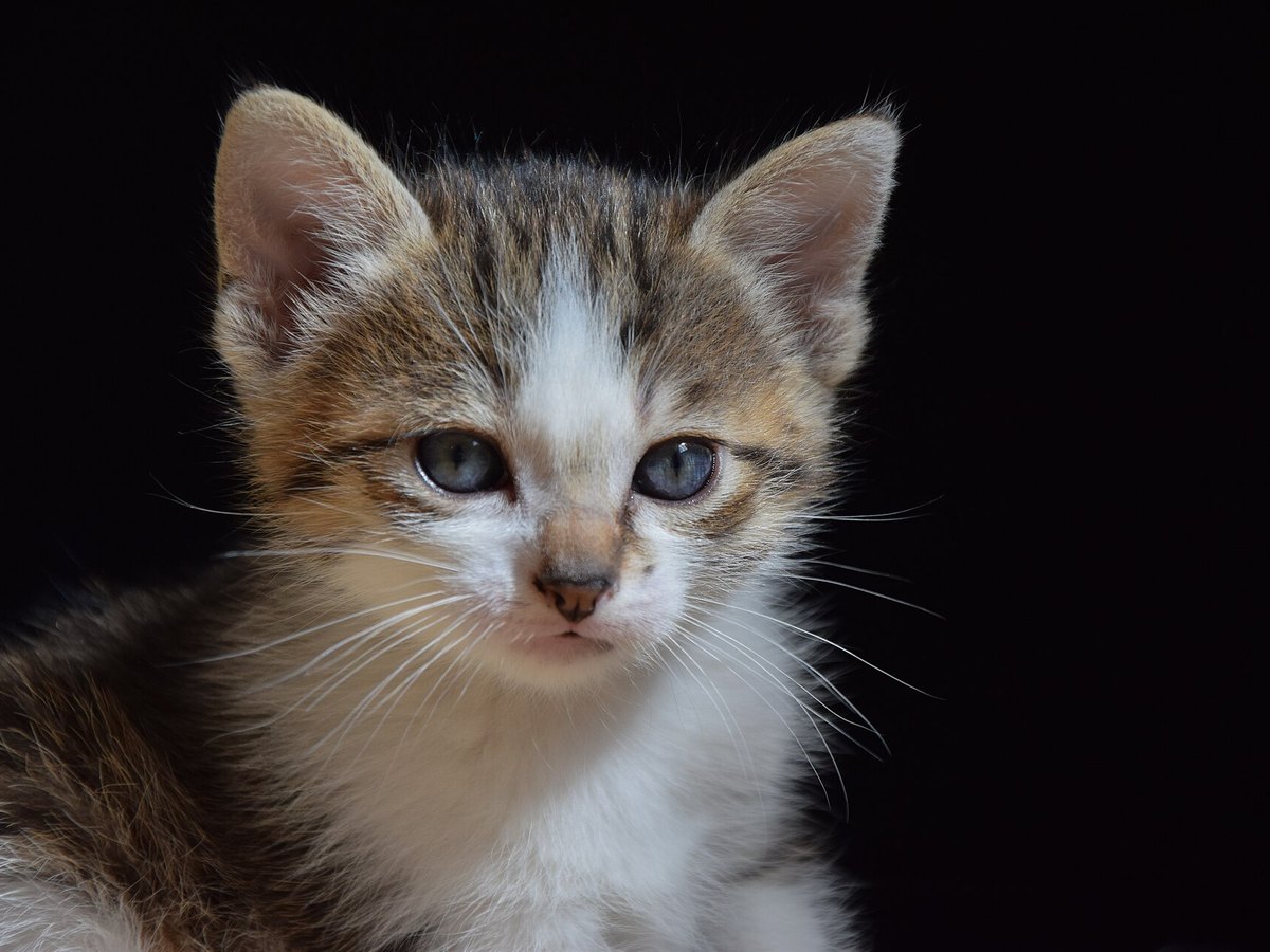 Kitten in einem Korb