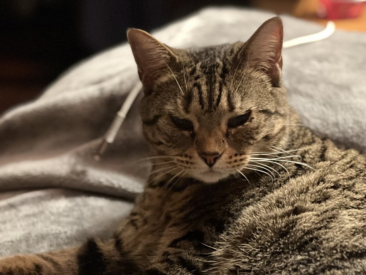 Katze mit Katzenschnupfen